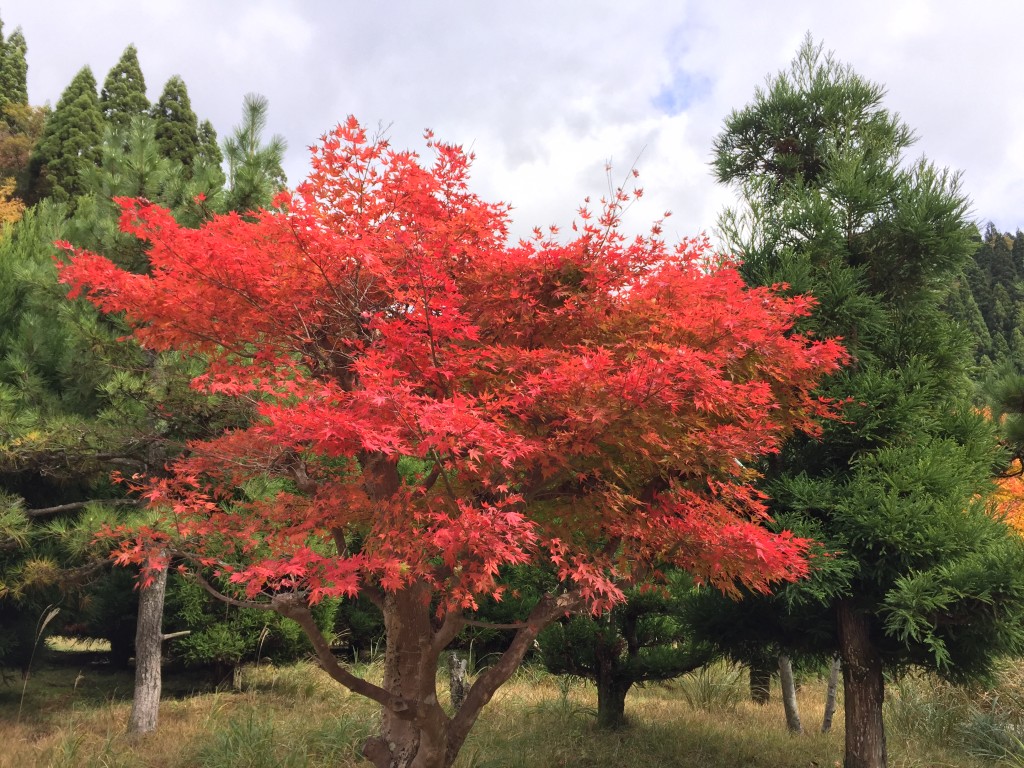 京北の秋_013