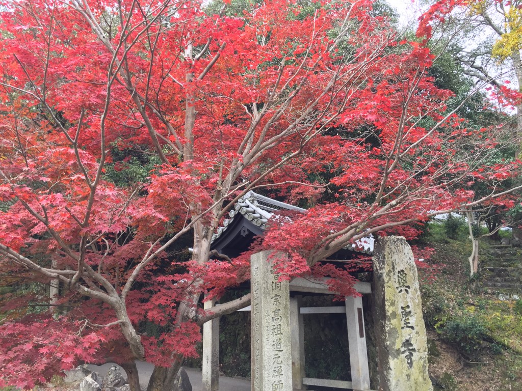 興聖寺の紅葉_000