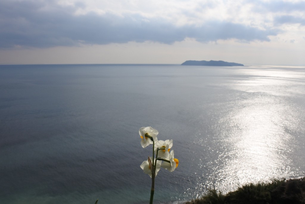 灘黒岩水仙郷_010