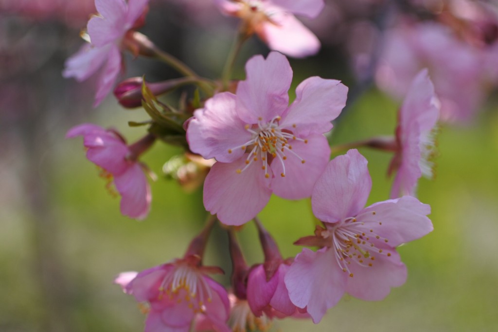 京都の河津桜_000