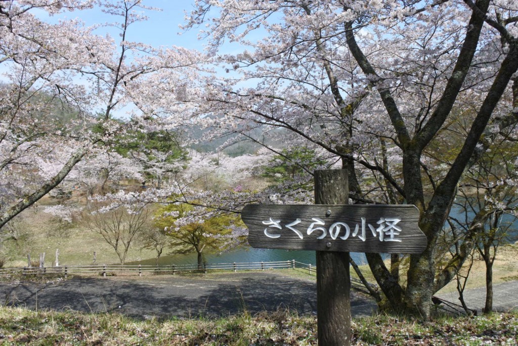 大野ダム公園の桜_000