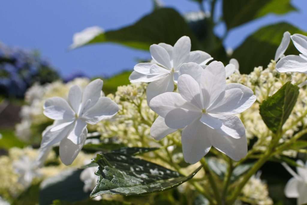 あじさいの里_000