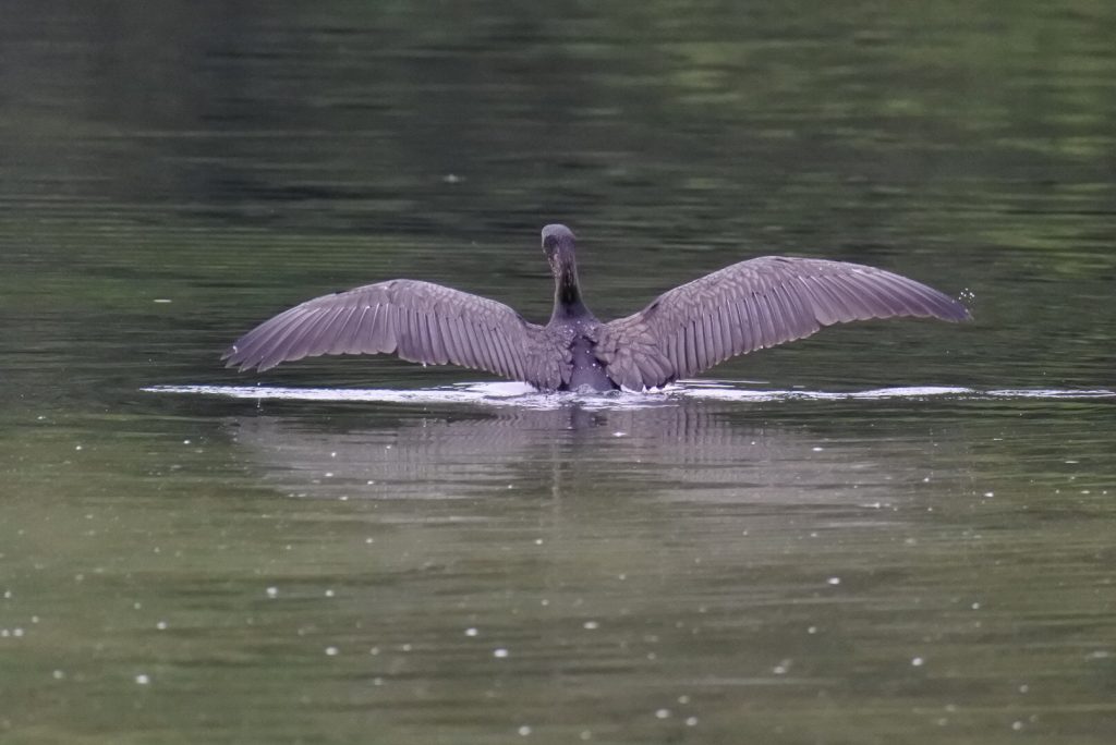 望遠で撮った水鳥_006