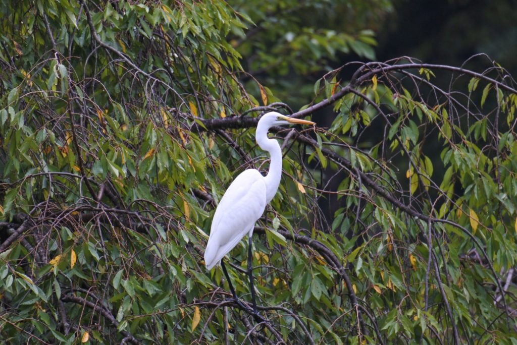 森林公園の水鳥_001