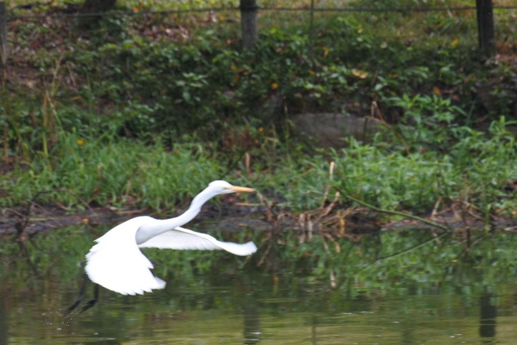 森林公園の水鳥_002