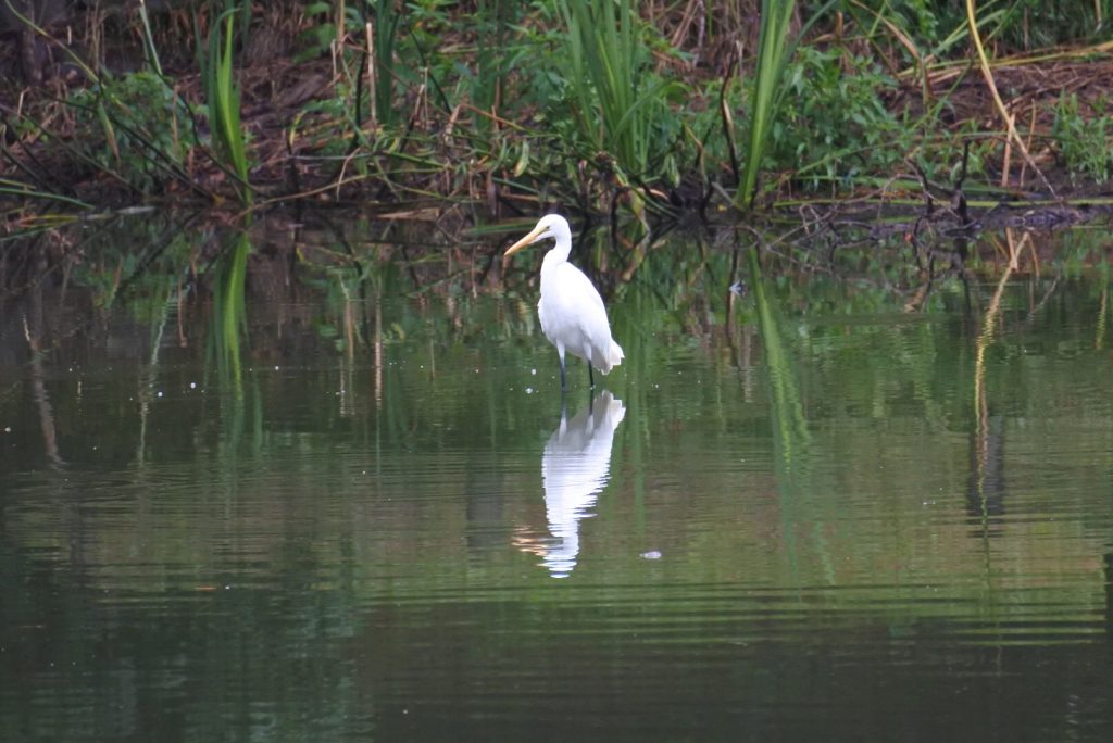 森林公園の水鳥_010