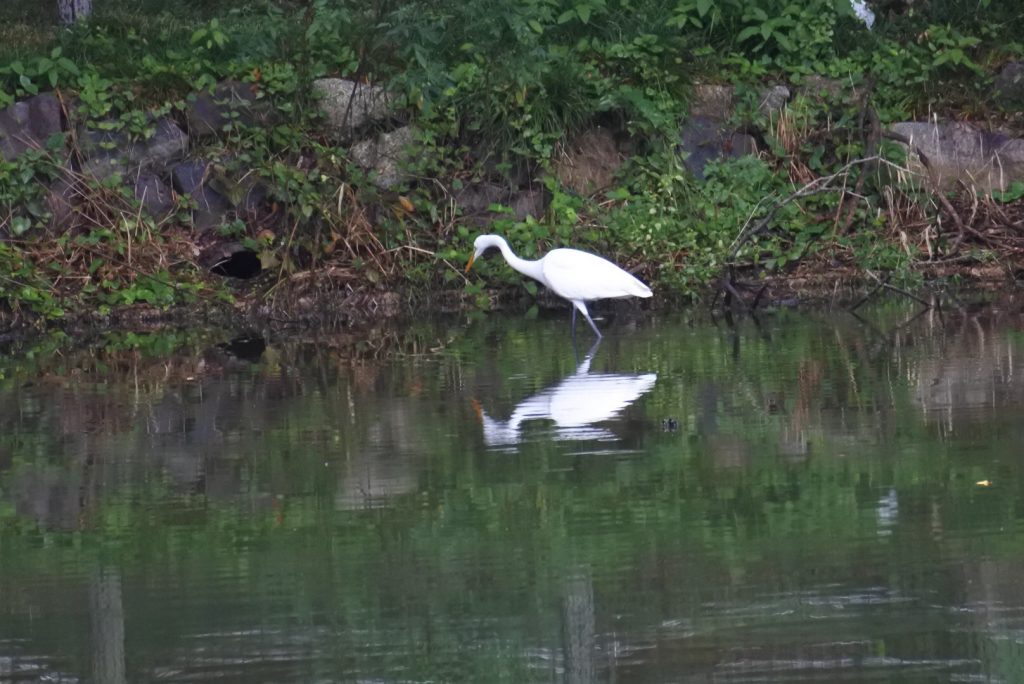 森林公園の水鳥_013