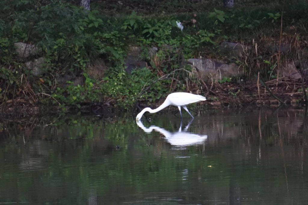 森林公園の水鳥_014