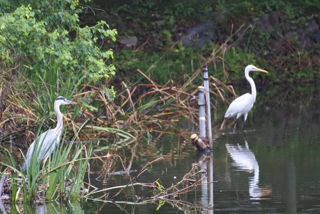 森林公園の水鳥_009