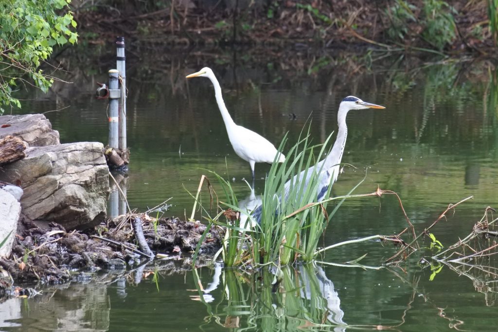 森林公園の水鳥_003