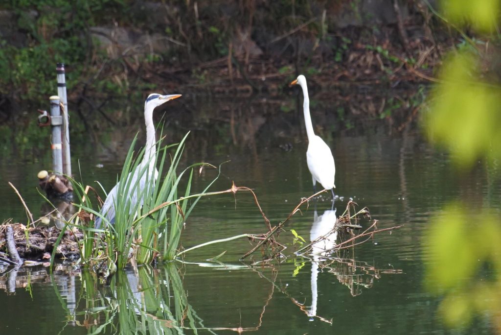 森林公園の水鳥_008