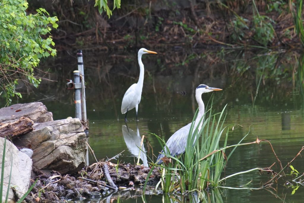 森林公園の水鳥_004