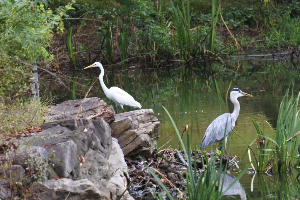 森林公園の水鳥_005