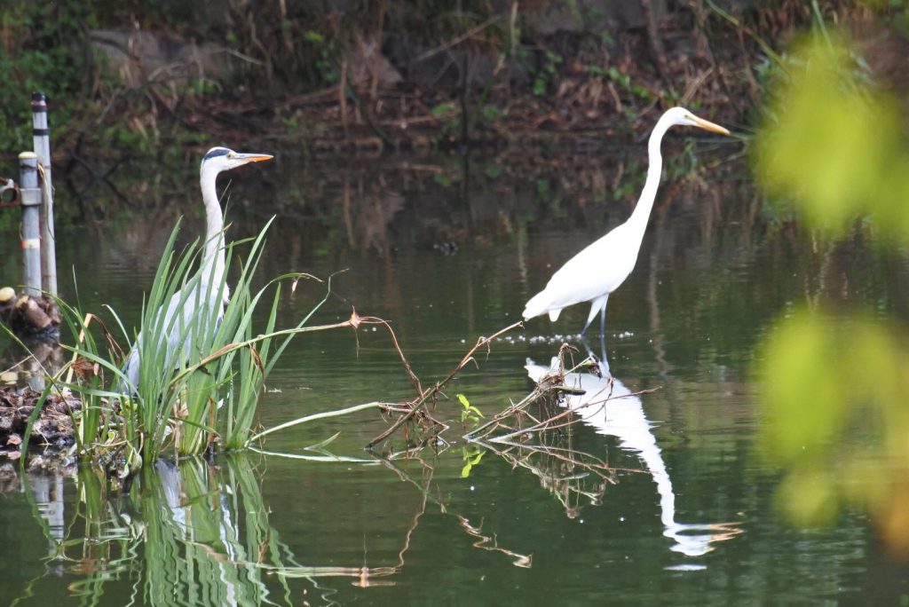 森林公園の水鳥_007