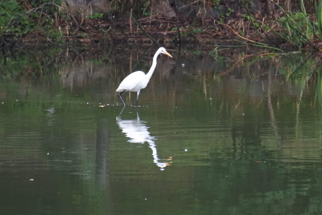 森林公園の水鳥_011