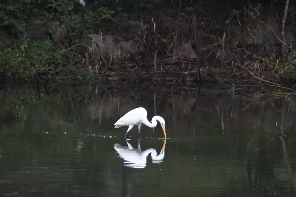 森林公園の水鳥_012