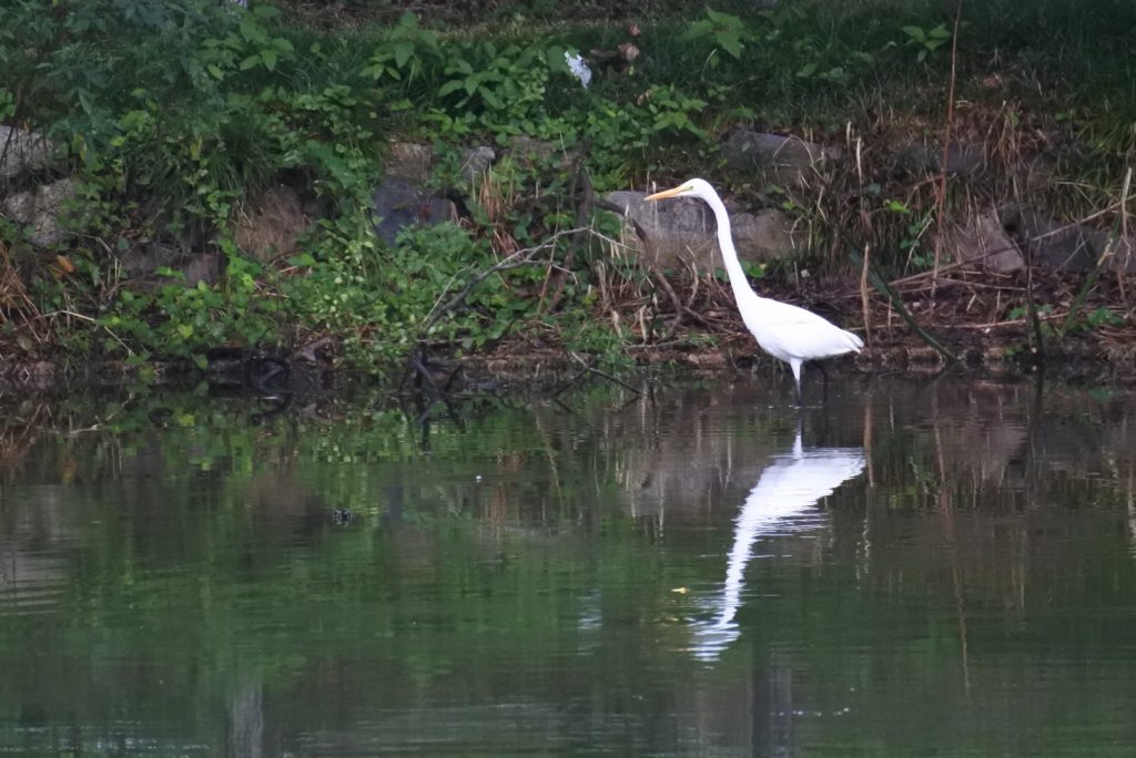 森林公園の水鳥_015