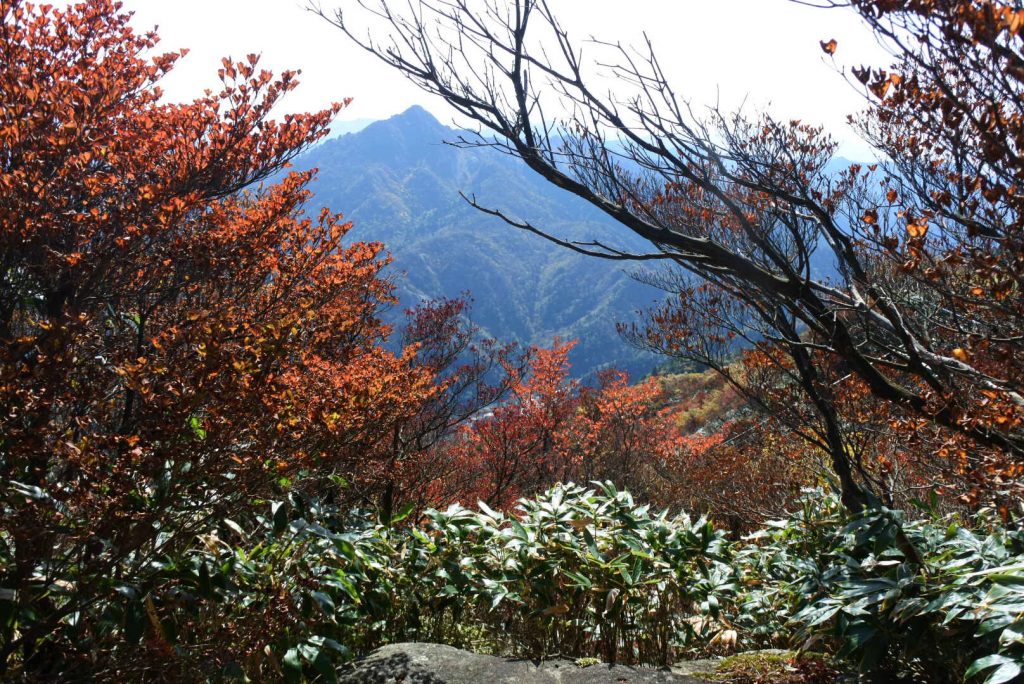 %e5%be%a1%e5%9c%a8%e6%89%80%e3%81%ae%e7%b4%85%e8%91%89_000